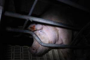 Farrowing crates - Roseworthy Piggery is a research facility belonging to the University of Adelaideâ€™s Roseworthy Campus. - Captured at Roseworthy Piggery, Wasleys SA Australia.