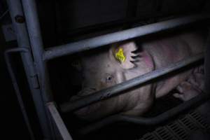 Farrowing crates - Roseworthy Piggery is a research facility belonging to the University of Adelaide’s Roseworthy Campus. - Captured at Roseworthy Piggery, Wasleys SA Australia.