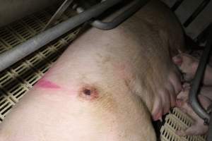 Farrowing crates - Roseworthy Piggery is a research facility belonging to the University of Adelaide’s Roseworthy Campus. - Captured at Roseworthy Piggery, Wasleys SA Australia.