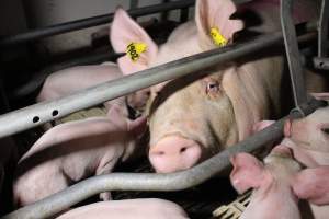 Farrowing crates - Roseworthy Piggery is a research facility belonging to the University of Adelaideâ€™s Roseworthy Campus. - Captured at Roseworthy Piggery, Wasleys SA Australia.