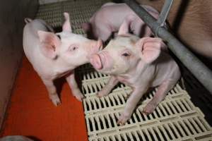 Piglets - Roseworthy Piggery is a research facility belonging to the University of Adelaideâ€™s Roseworthy Campus. - Captured at Roseworthy Piggery, Wasleys SA Australia.