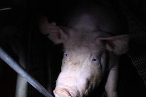 Farrowing crates - Roseworthy Piggery is a research facility belonging to the University of Adelaideâ€™s Roseworthy Campus. - Captured at Roseworthy Piggery, Wasleys SA Australia.