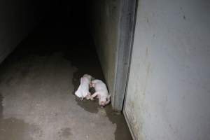Dead piglets in hallway - Roseworthy Piggery is a research facility belonging to the University of Adelaideâ€™s Roseworthy Campus. - Captured at Roseworthy Piggery, Wasleys SA Australia.