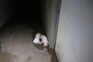 Dead piglets in hallway - Roseworthy Piggery is a research facility belonging to the University of Adelaide’s Roseworthy Campus. - Captured at Roseworthy Piggery, Wasleys SA Australia.