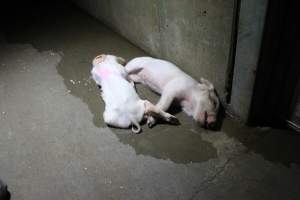 Dead piglets in hallway - Roseworthy Piggery is a research facility belonging to the University of Adelaideâ€™s Roseworthy Campus. - Captured at Roseworthy Piggery, Wasleys SA Australia.