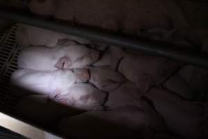 Farrowing crates - Roseworthy Piggery is a research facility belonging to the University of Adelaideâ€™s Roseworthy Campus. - Captured at Roseworthy Piggery, Wasleys SA Australia.