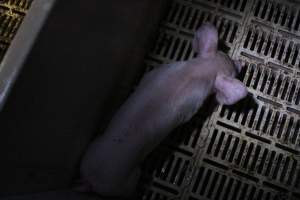Farrowing crates - Roseworthy Piggery is a research facility belonging to the University of Adelaide’s Roseworthy Campus. - Captured at Roseworthy Piggery, Wasleys SA Australia.