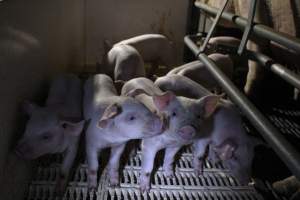 Piglets - Roseworthy Piggery is a research facility belonging to the University of Adelaideâ€™s Roseworthy Campus. - Captured at Roseworthy Piggery, Wasleys SA Australia.