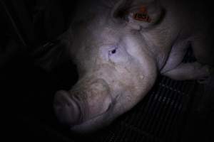 Farrowing crates - Roseworthy Piggery is a research facility belonging to the University of Adelaideâ€™s Roseworthy Campus. - Captured at Roseworthy Piggery, Wasleys SA Australia.