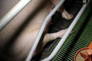 Farrowing crates - Roseworthy Piggery is a research facility belonging to the University of Adelaideâ€™s Roseworthy Campus. - Captured at Roseworthy Piggery, Wasleys SA Australia.