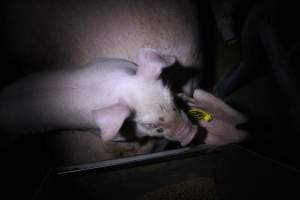 Farrowing crates - Roseworthy Piggery is a research facility belonging to the University of Adelaide’s Roseworthy Campus. - Captured at Roseworthy Piggery, Wasleys SA Australia.