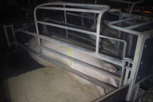 Farrowing crates - Australian pig farming - Captured at Wondaphil Pork Company, Tragowel VIC Australia.