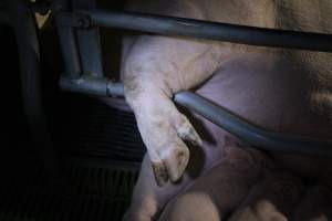 Farrowing crates - Roseworthy Piggery is a research facility belonging to the University of Adelaide’s Roseworthy Campus. - Captured at Roseworthy Piggery, Wasleys SA Australia.