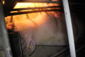 Farrowing crates - Australian pig farming - Captured at Wondaphil Pork Company, Tragowel VIC Australia.