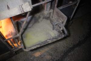 Feed tray full of water - Australian pig farming - Captured at Wondaphil Pork Company, Tragowel VIC Australia.