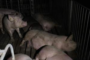 Group sow housing - Roseworthy Piggery is a research facility belonging to the University of Adelaideâ€™s Roseworthy Campus. - Captured at Roseworthy Piggery, Wasleys SA Australia.