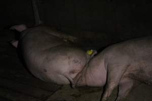 Group sow housing - Roseworthy Piggery is a research facility belonging to the University of Adelaideâ€™s Roseworthy Campus. - Captured at Roseworthy Piggery, Wasleys SA Australia.