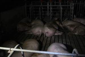 Group sow housing - Roseworthy Piggery is a research facility belonging to the University of Adelaideâ€™s Roseworthy Campus. - Captured at Roseworthy Piggery, Wasleys SA Australia.