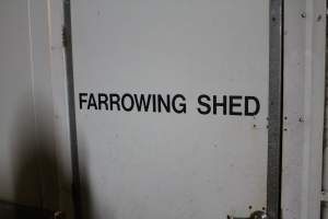 Farrowing shed door - Roseworthy Piggery is a research facility belonging to the University of Adelaide’s Roseworthy Campus. - Captured at Roseworthy Piggery, Wasleys SA Australia.