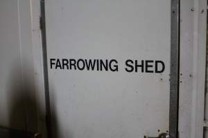 Farrowing shed door - Roseworthy Piggery is a research facility belonging to the University of Adelaideâ€™s Roseworthy Campus. - Captured at Roseworthy Piggery, Wasleys SA Australia.