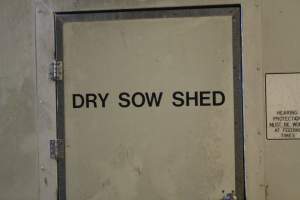 Dry sow shed door - Roseworthy Piggery is a research facility belonging to the University of Adelaide’s Roseworthy Campus. - Captured at Roseworthy Piggery, Wasleys SA Australia.