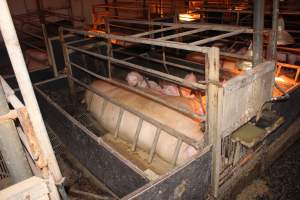 Farrowing crates - Australian pig farming - Captured at Wondaphil Pork Company, Tragowel VIC Australia.