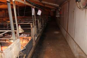 Farrowing crates - Australian pig farming - Captured at Wondaphil Pork Company, Tragowel VIC Australia.