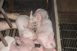 Farrowing crates - Australian pig farming - Captured at Wondaphil Pork Company, Tragowel VIC Australia.