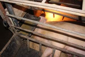 Farrowing crates - Australian pig farming - Captured at Wondaphil Pork Company, Tragowel VIC Australia.