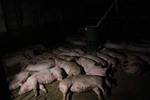 Growers / finishers - Roseworthy Piggery is a research facility belonging to the University of Adelaideâ€™s Roseworthy Campus. - Captured at Roseworthy Piggery, Wasleys SA Australia.