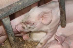 Farrowing crates - Australian pig farming - Captured at Wondaphil Pork Company, Tragowel VIC Australia.