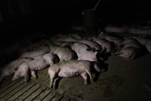 Growers / finishers - Roseworthy Piggery is a research facility belonging to the University of Adelaideâ€™s Roseworthy Campus. - Captured at Roseworthy Piggery, Wasleys SA Australia.