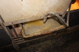 Feed tray - Australian pig farming - Captured at Wondaphil Pork Company, Tragowel VIC Australia.