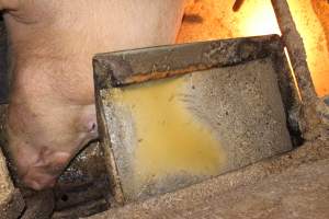 Feed tray - Australian pig farming - Captured at Wondaphil Pork Company, Tragowel VIC Australia.