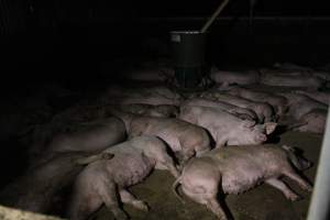 Growers / finishers - Roseworthy Piggery is a research facility belonging to the University of Adelaideâ€™s Roseworthy Campus. - Captured at Roseworthy Piggery, Wasleys SA Australia.