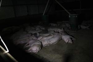 Growers / finishers - Roseworthy Piggery is a research facility belonging to the University of Adelaideâ€™s Roseworthy Campus. - Captured at Roseworthy Piggery, Wasleys SA Australia.