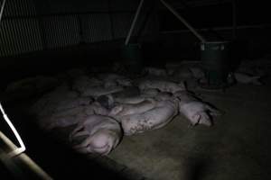 Growers / finishers - Roseworthy Piggery is a research facility belonging to the University of Adelaide’s Roseworthy Campus. - Captured at Roseworthy Piggery, Wasleys SA Australia.