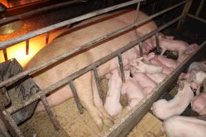 Farrowing crates - Australian pig farming - Captured at Wondaphil Pork Company, Tragowel VIC Australia.