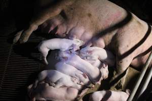 Farrowing crates - Roseworthy Piggery is a research facility belonging to the University of Adelaideâ€™s Roseworthy Campus. - Captured at Roseworthy Piggery, Wasleys SA Australia.