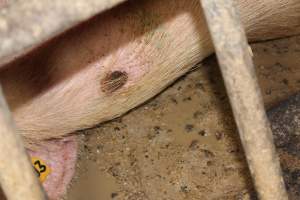 Farrowing crates - Australian pig farming - Captured at Wondaphil Pork Company, Tragowel VIC Australia.