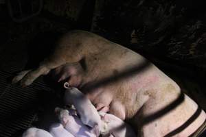 Farrowing crates - Roseworthy Piggery is a research facility belonging to the University of Adelaideâ€™s Roseworthy Campus. - Captured at Roseworthy Piggery, Wasleys SA Australia.