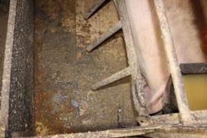 Farrowing crate floor covered in excrement - Australian pig farming - Captured at Wondaphil Pork Company, Tragowel VIC Australia.