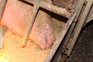 Farrowing crates - Australian pig farming - Captured at Wondaphil Pork Company, Tragowel VIC Australia.