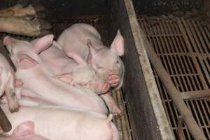 Farrowing crates - Australian pig farming - Captured at Wondaphil Pork Company, Tragowel VIC Australia.