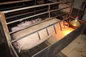 Farrowing crates - Australian pig farming - Captured at Wondaphil Pork Company, Tragowel VIC Australia.