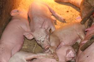 Farrowing crates - Australian pig farming - Captured at Wondaphil Pork Company, Tragowel VIC Australia.