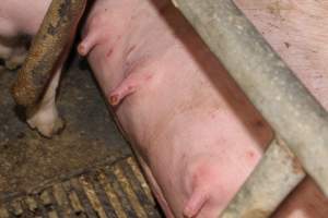 Farrowing crates - Australian pig farming - Captured at Wondaphil Pork Company, Tragowel VIC Australia.