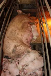 Farrowing crates - Australian pig farming - Captured at Wondaphil Pork Company, Tragowel VIC Australia.