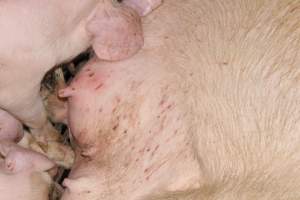 Farrowing crates - Australian pig farming - Captured at Wondaphil Pork Company, Tragowel VIC Australia.