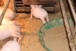 Farrowing crate floor covered in excrement - Australian pig farming - Captured at Wondaphil Pork Company, Tragowel VIC Australia.